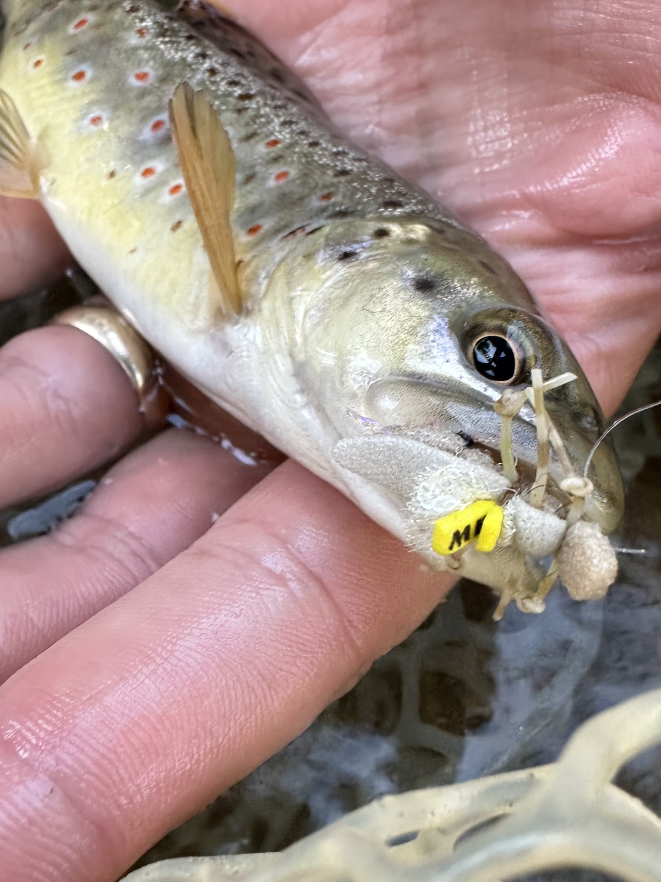 A pretty Boulder Creek brown - his eyes may have been larger than his stomach